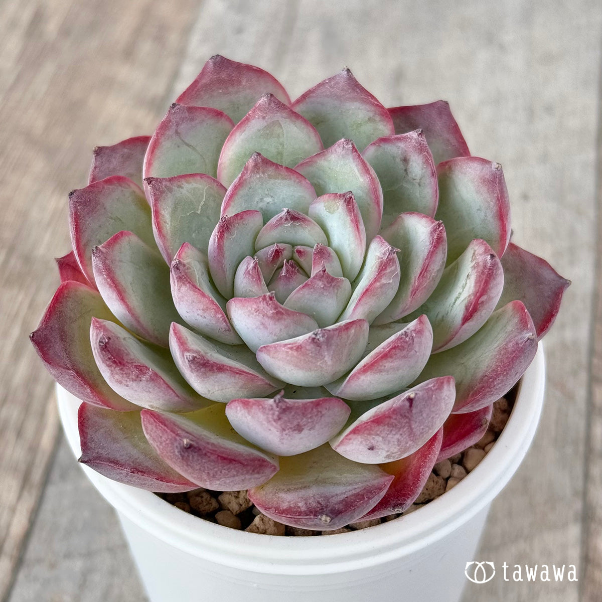 Koroki