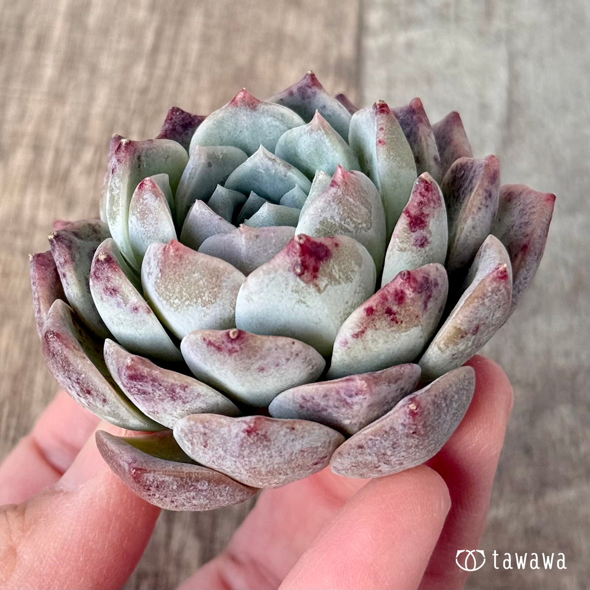 ＊新入荷＊　シグナス