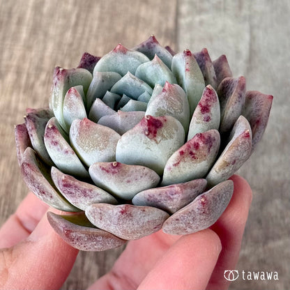 ＊新入荷＊　シグナス