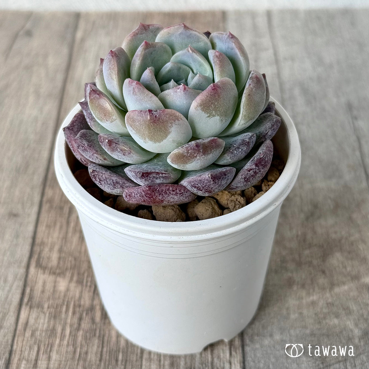 New Arrival* Cubic Frost