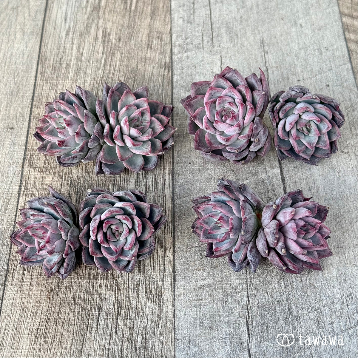 ＊新入荷＊　ブラックスワン《双頭》