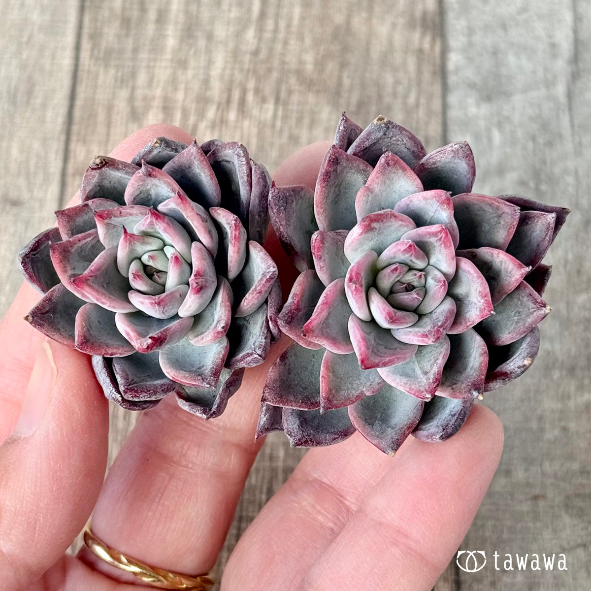 ＊新入荷＊　ブラックスワン《双頭》