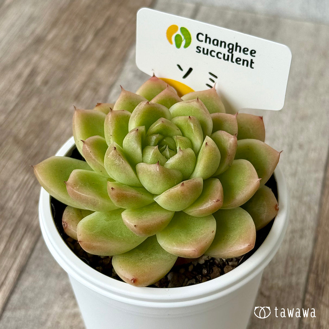 New Arrivals: Ice Green
