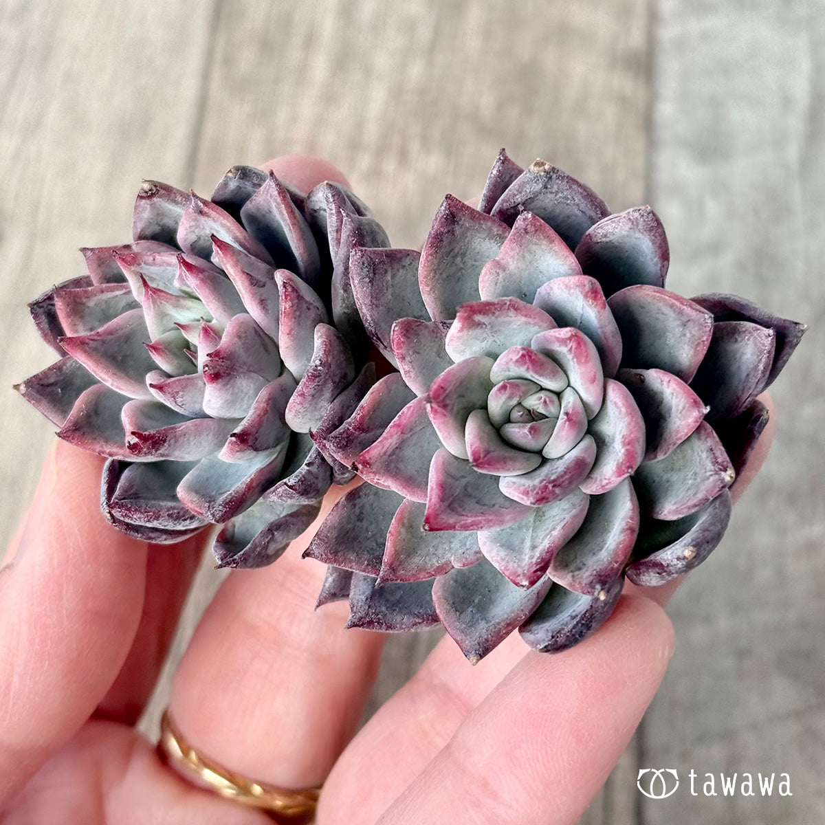 ＊新入荷＊　ブラックスワン《双頭》