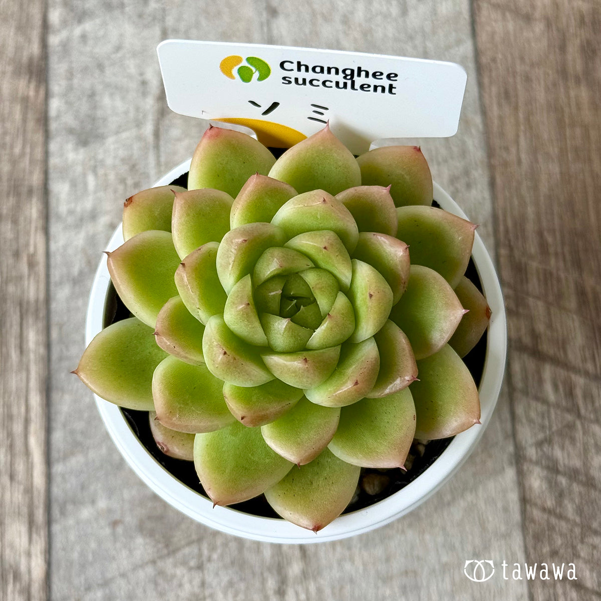 New Arrivals: Ice Green