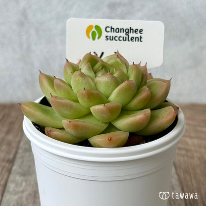 New Arrivals: Ice Green