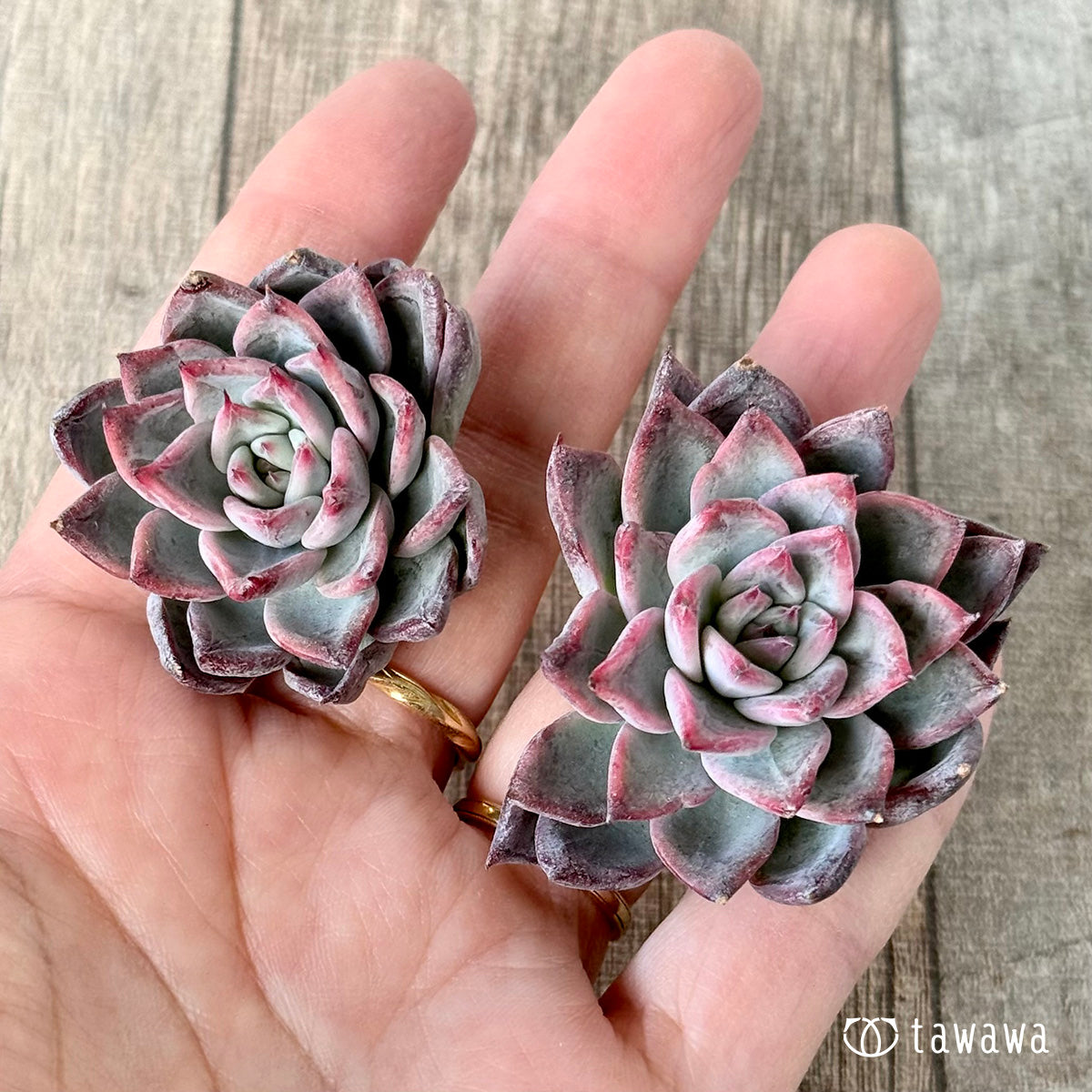 ＊新入荷＊　ブラックスワン《双頭》