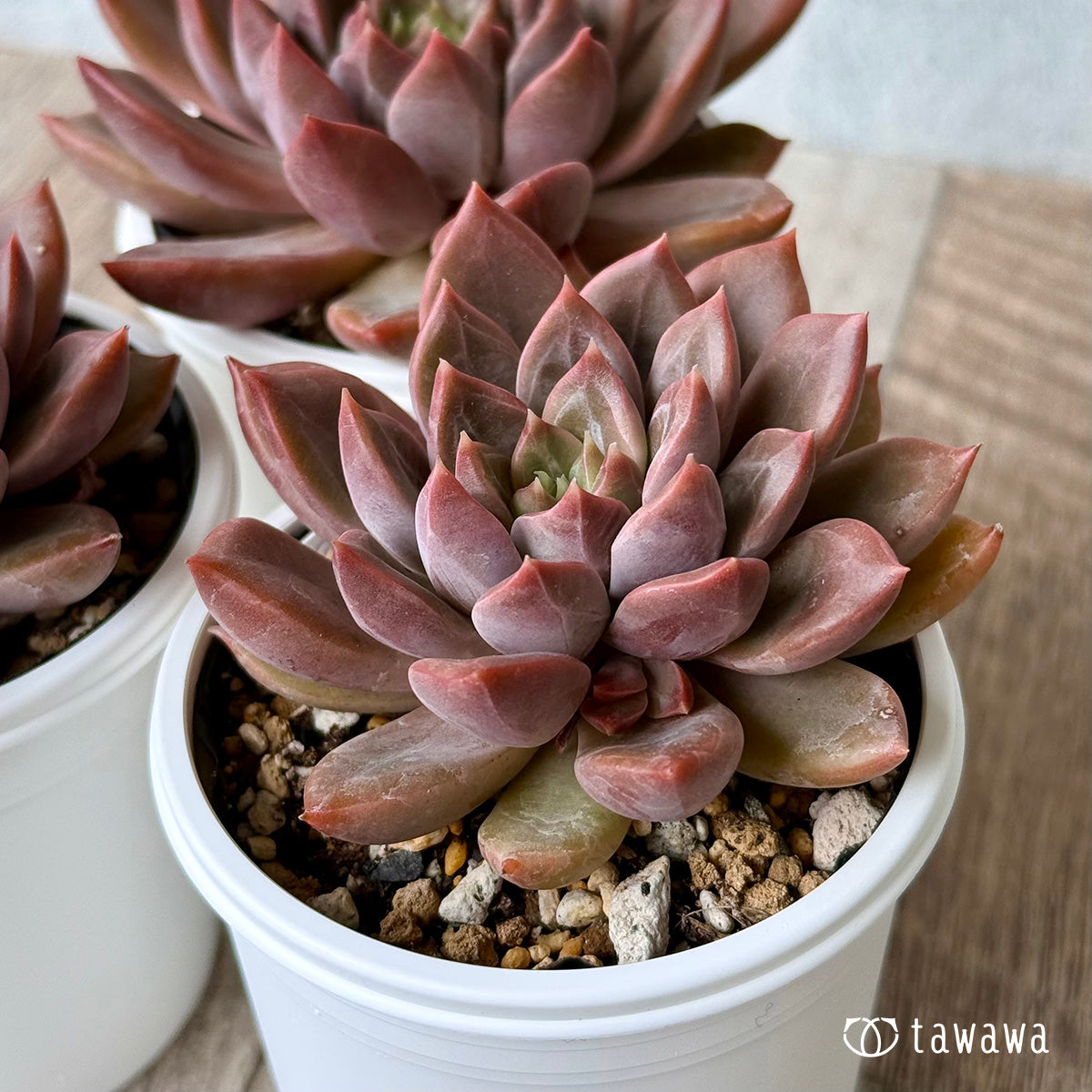 多肉植物　C’est ci bon【Fine農場】　韓国苗 多肉植物 C'est ci bon【Fine農場】 韓国苗 観葉植物