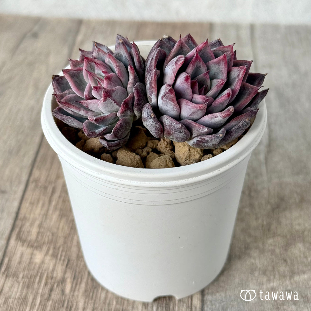 ＊新入荷＊　ブラックスワン《双頭》