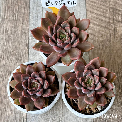 ＊新発売＊　ピンクジュエル（チャンヒー農園）【tawawaハウス苗】