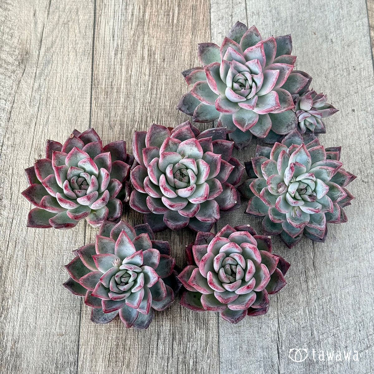 ＊新入荷＊　ブラックスワン《単頭》