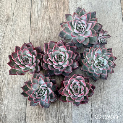 ＊新入荷＊　ブラックスワン《単頭》