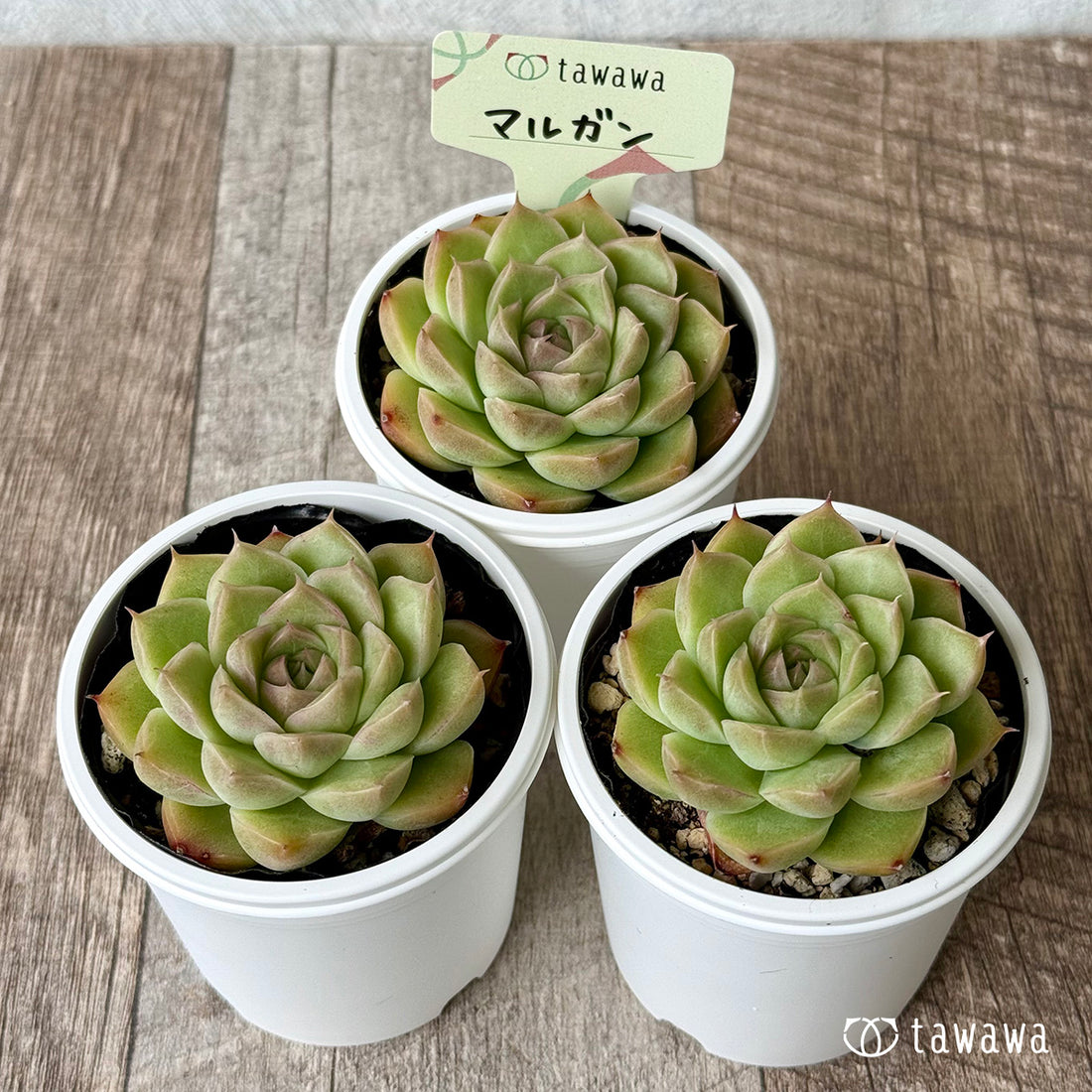 New Arrival* Hongil