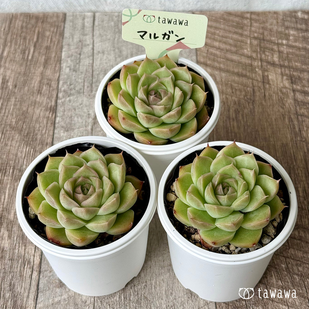New Arrival* Hongil