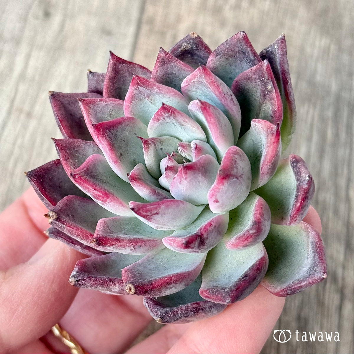 ＊新入荷＊　ブラックスワン《単頭》