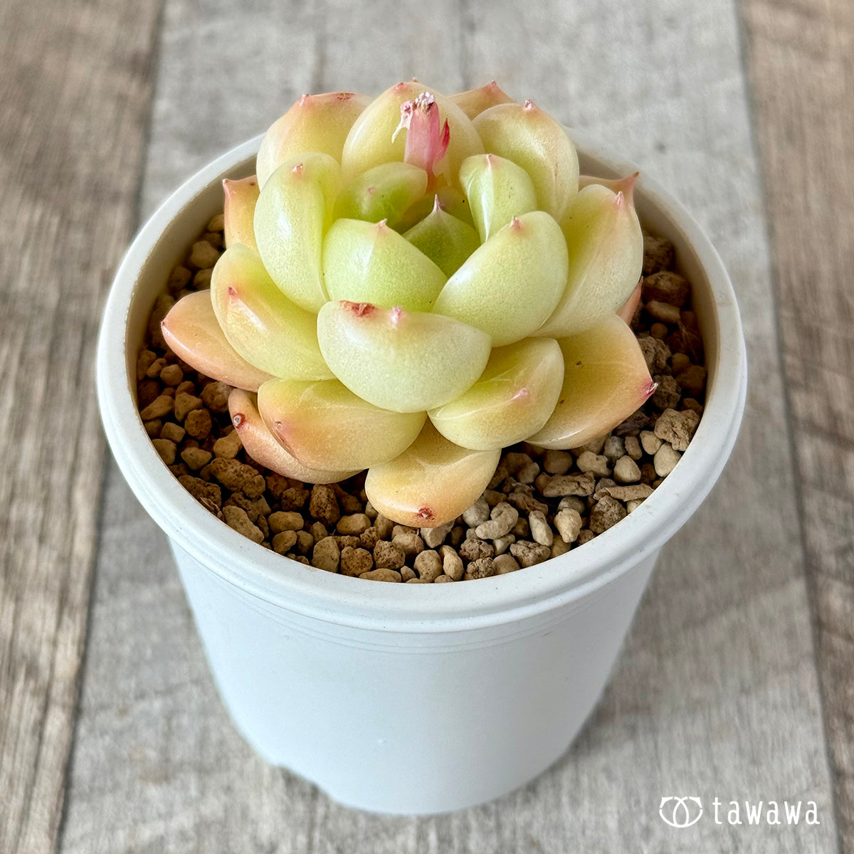ヴィヴィアン（花村農園苗）