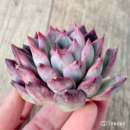 ＊新入荷＊　ブラックスワン《単頭》