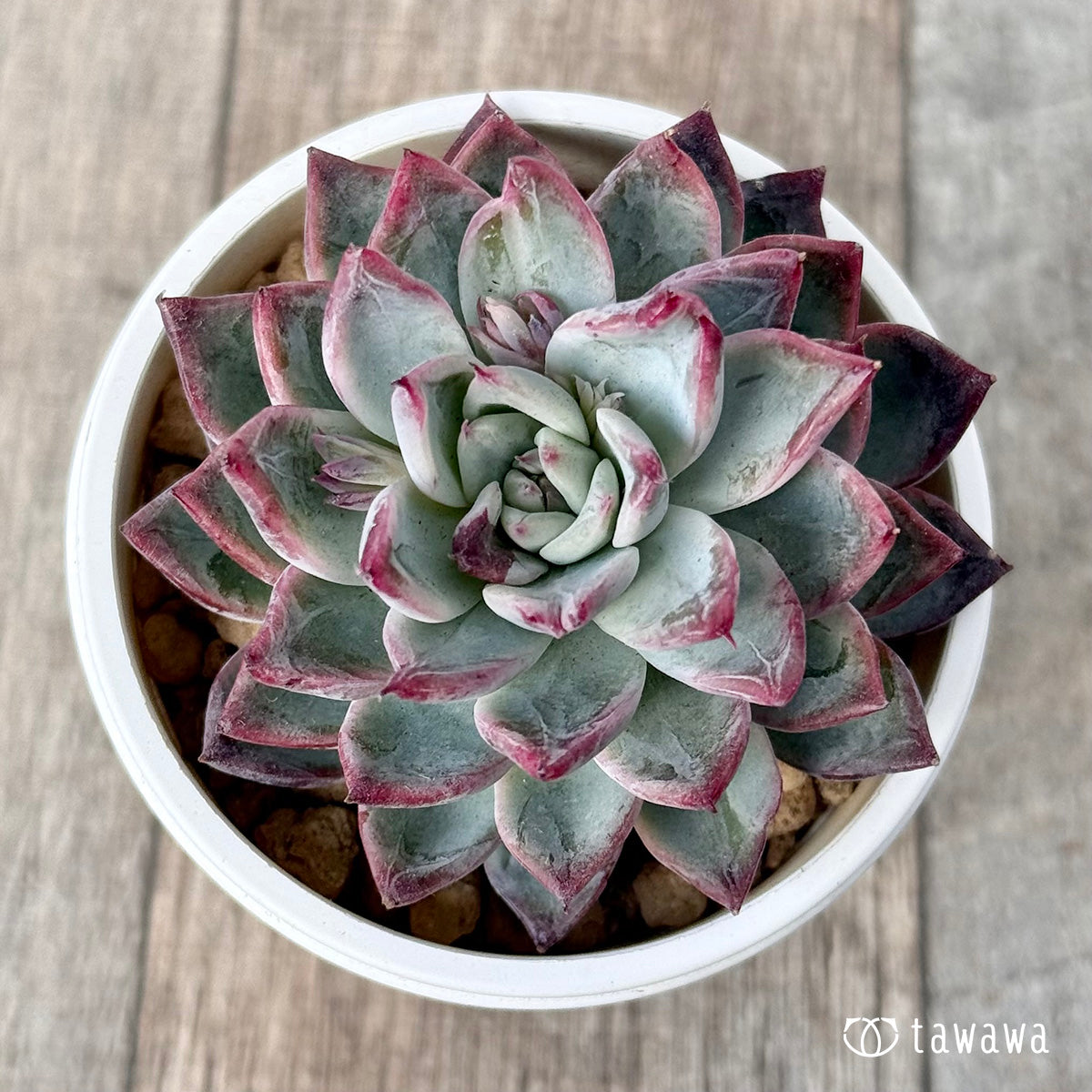 ＊新入荷＊　ブラックスワン《単頭》