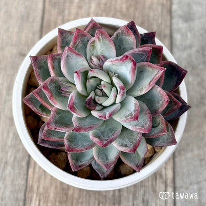 ＊新入荷＊　ブラックスワン《単頭》