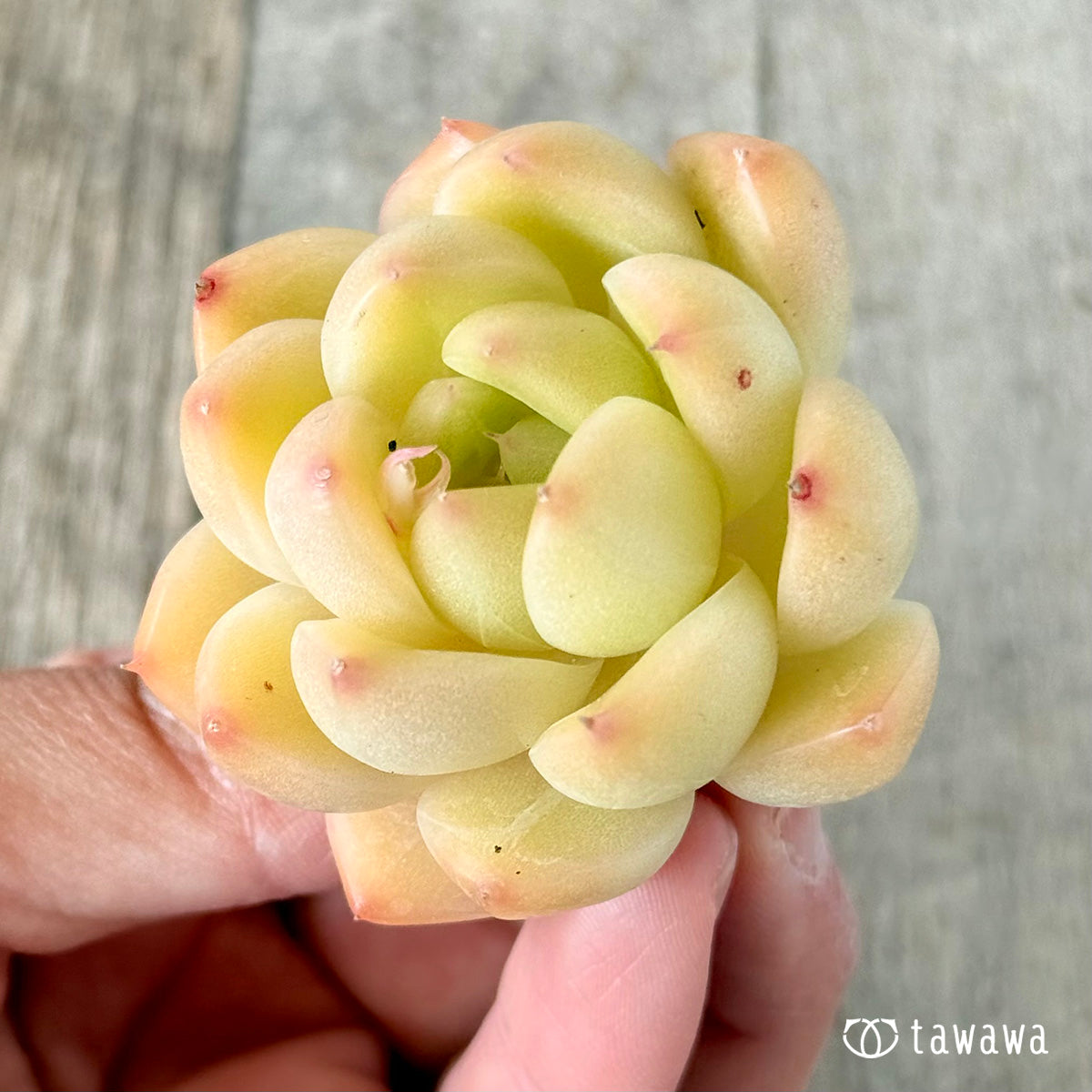ヴィヴィアン（花村農園苗）