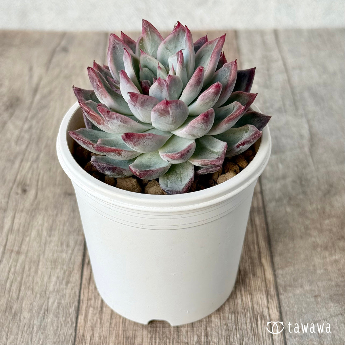 ＊新入荷＊　ブラックスワン《単頭》