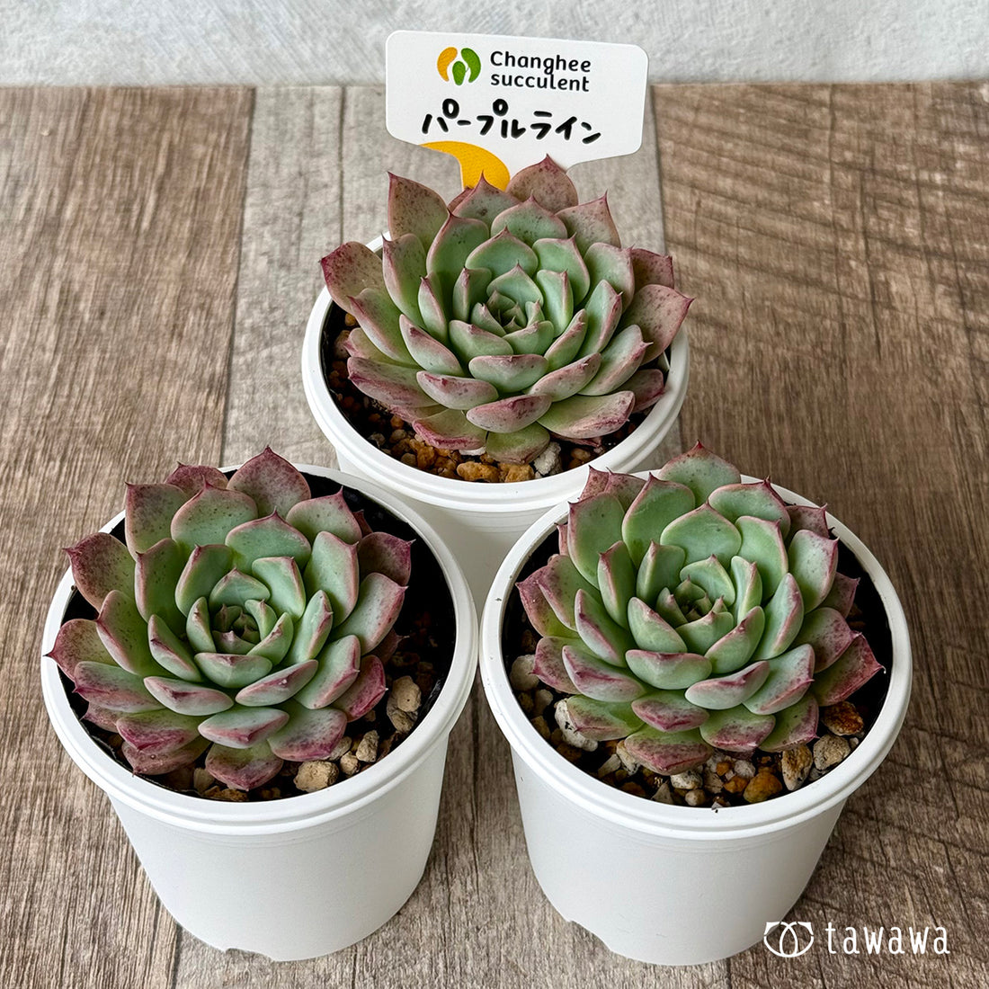 New Arrivals: Ice Green