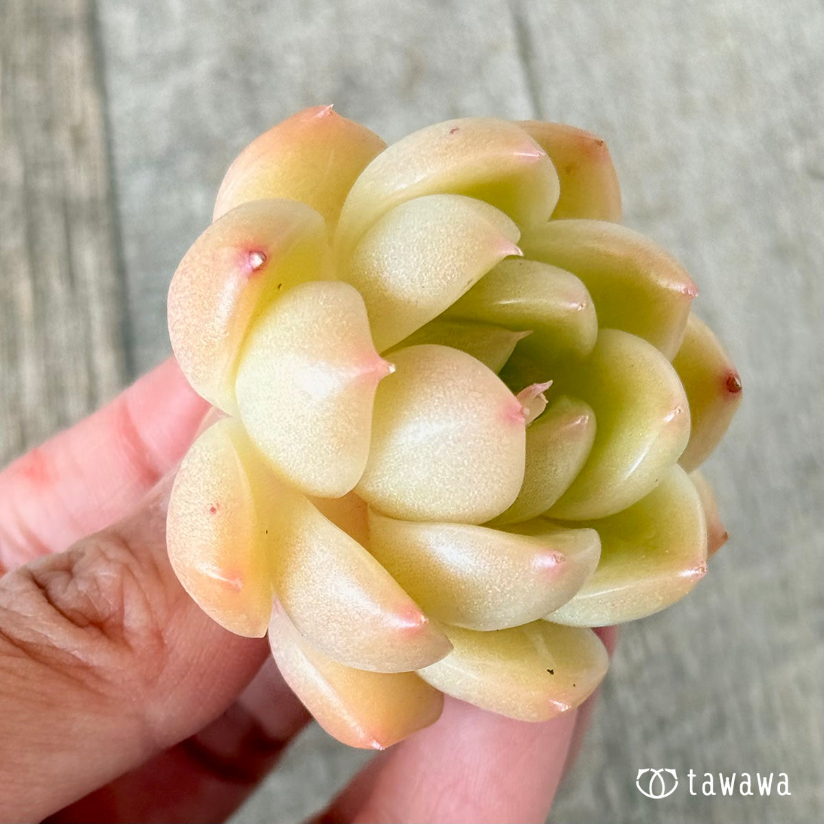 ヴィヴィアン（花村農園苗）