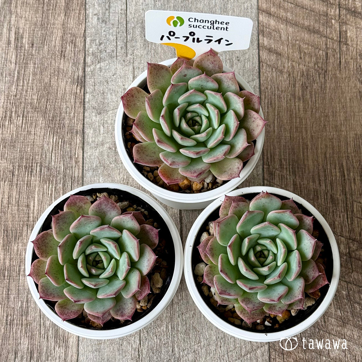 New Arrivals: Ice Green