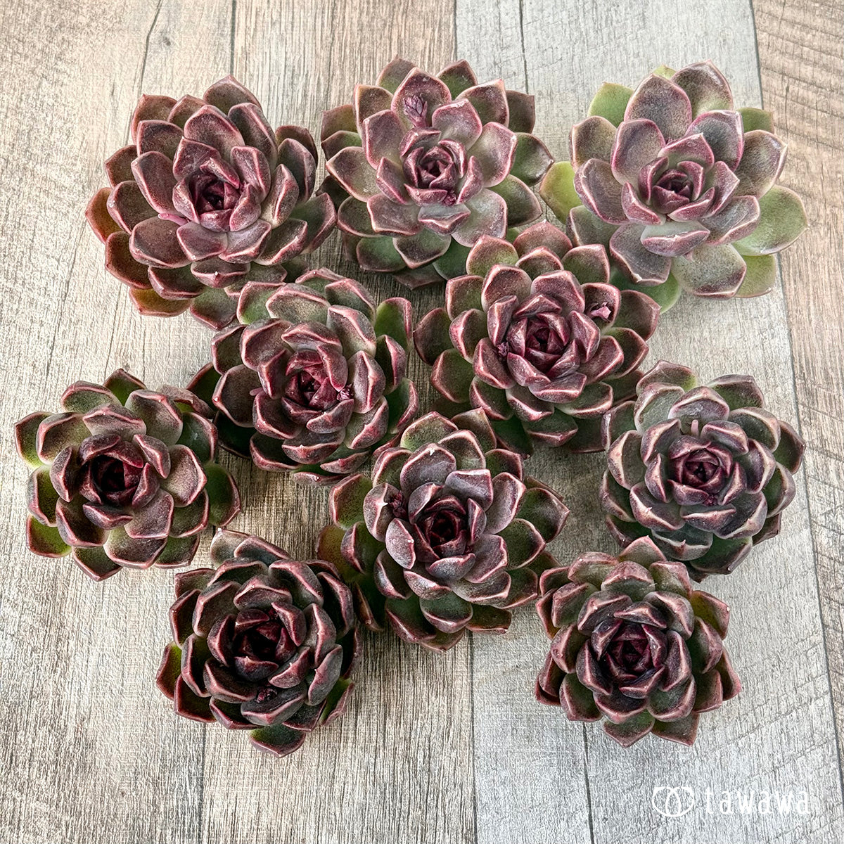 ＊新入荷＊　ヨミヨミ