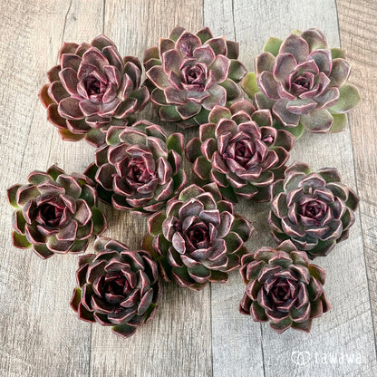 ＊新入荷＊　ヨミヨミ