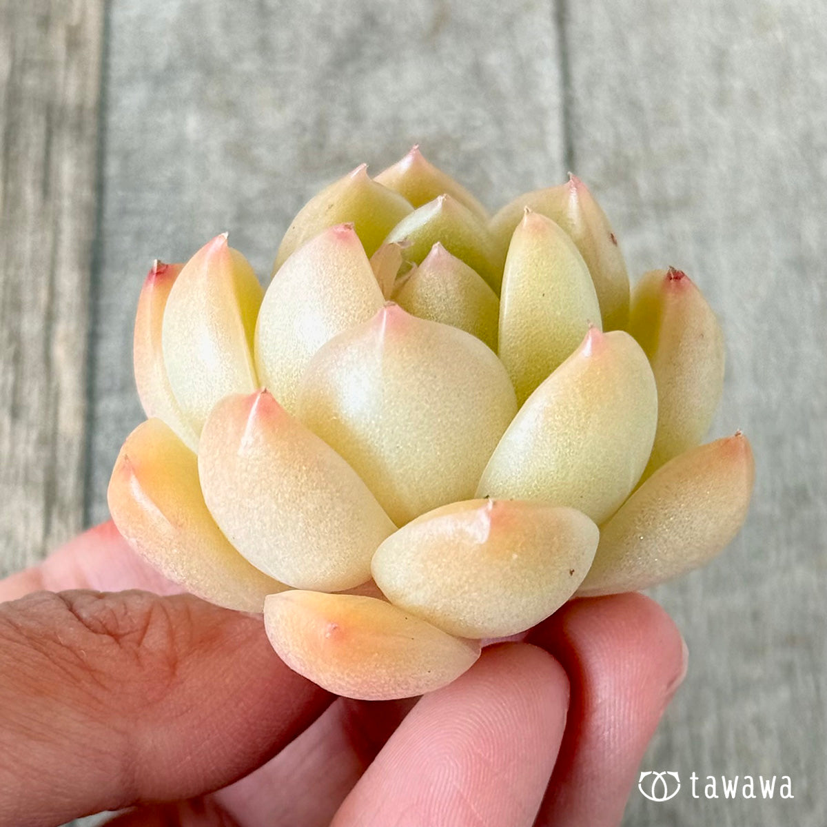 ヴィヴィアン（花村農園苗）