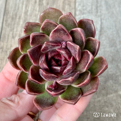 ＊新入荷＊　ヨミヨミ