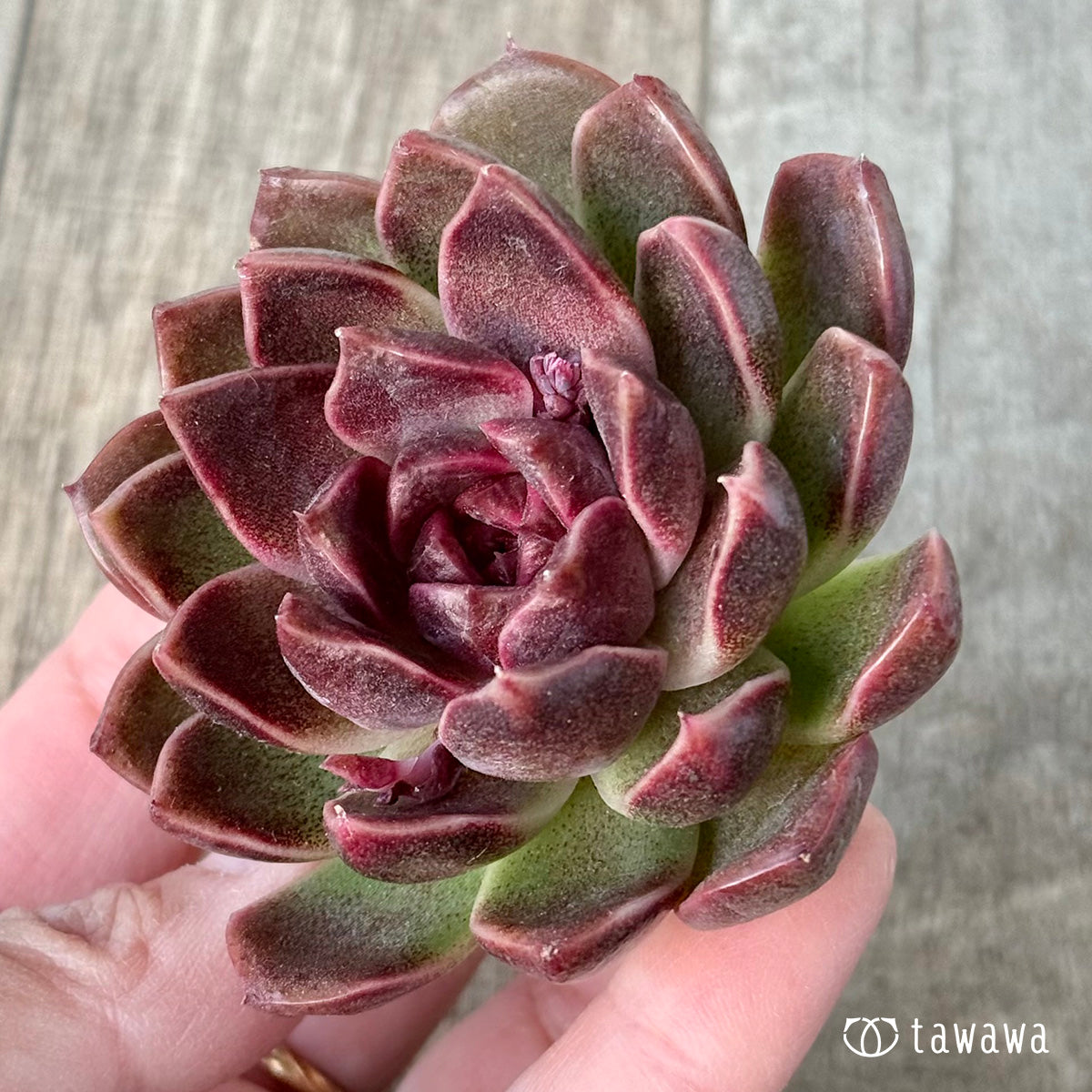 ＊新入荷＊　ヨミヨミ