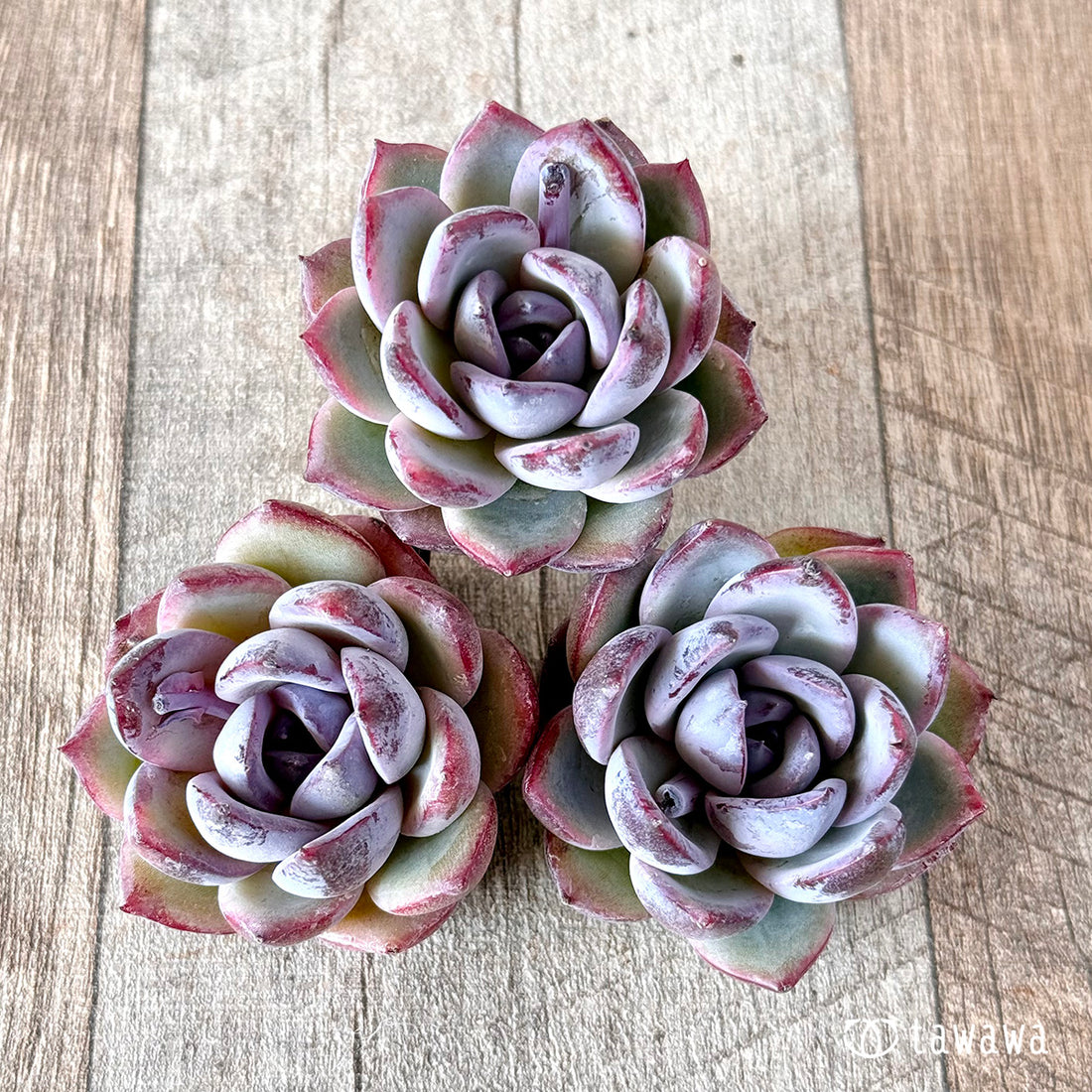 ブラッドマリア×エレガンス sp (花村農園苗)