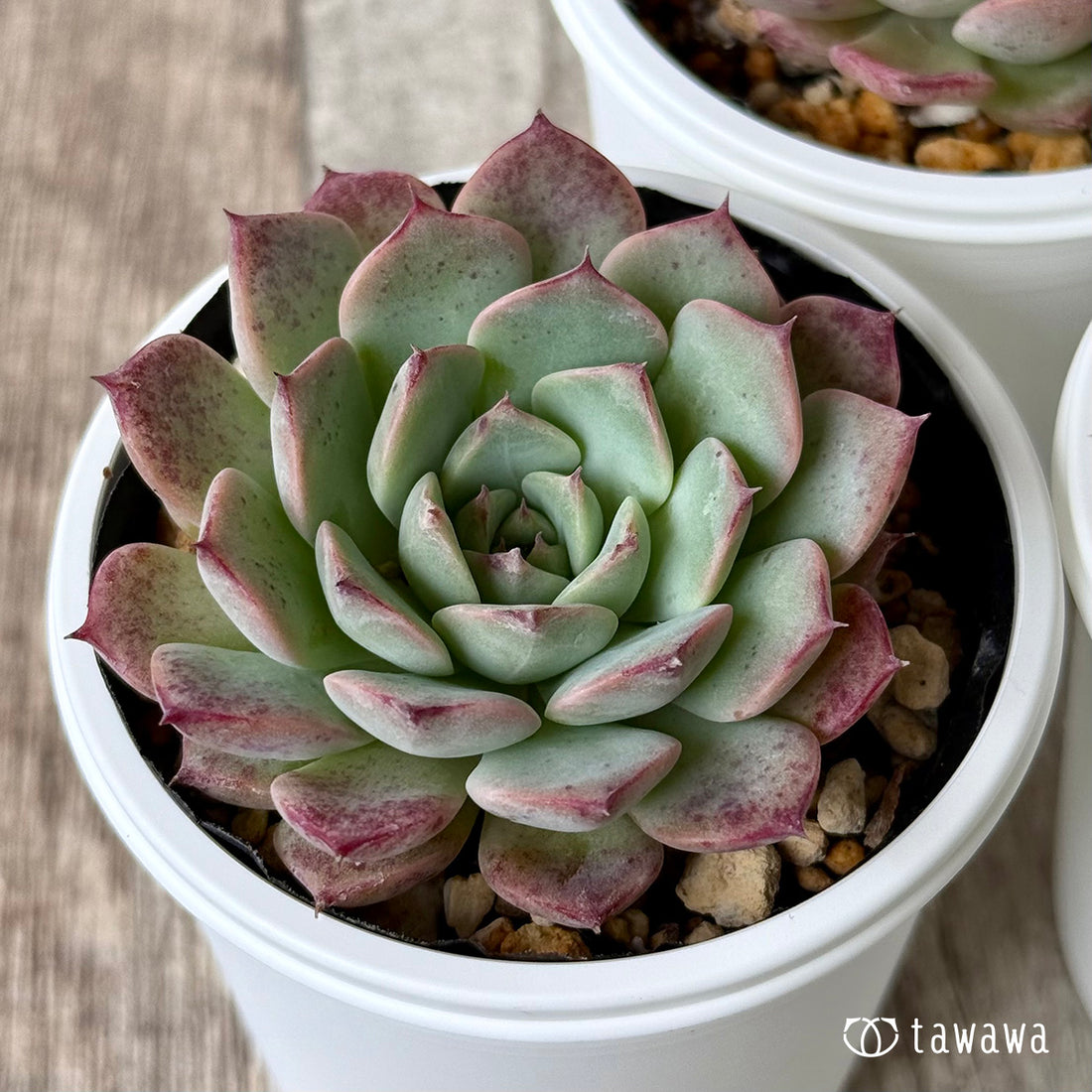 New Arrivals: Ice Green