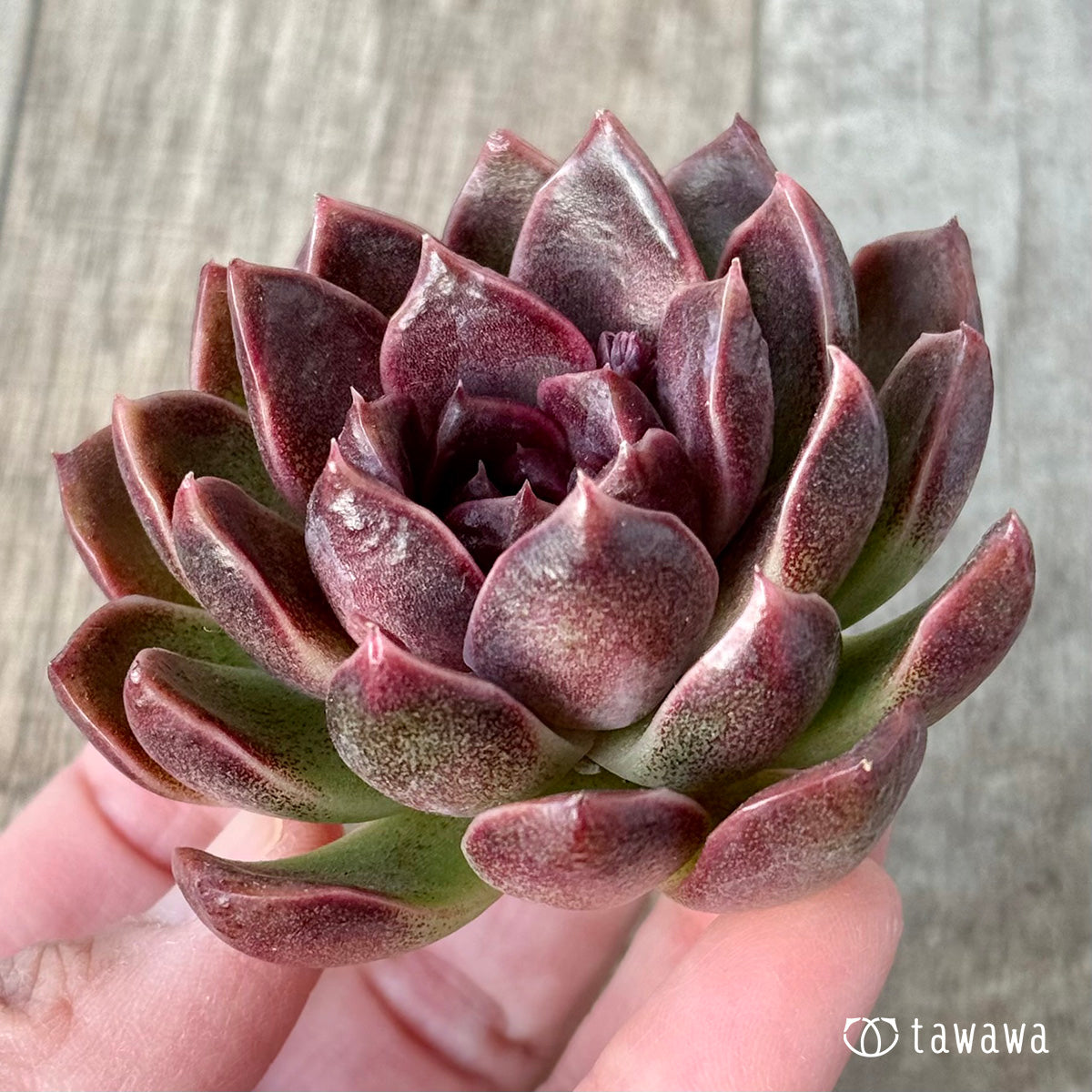 ＊新入荷＊　ヨミヨミ