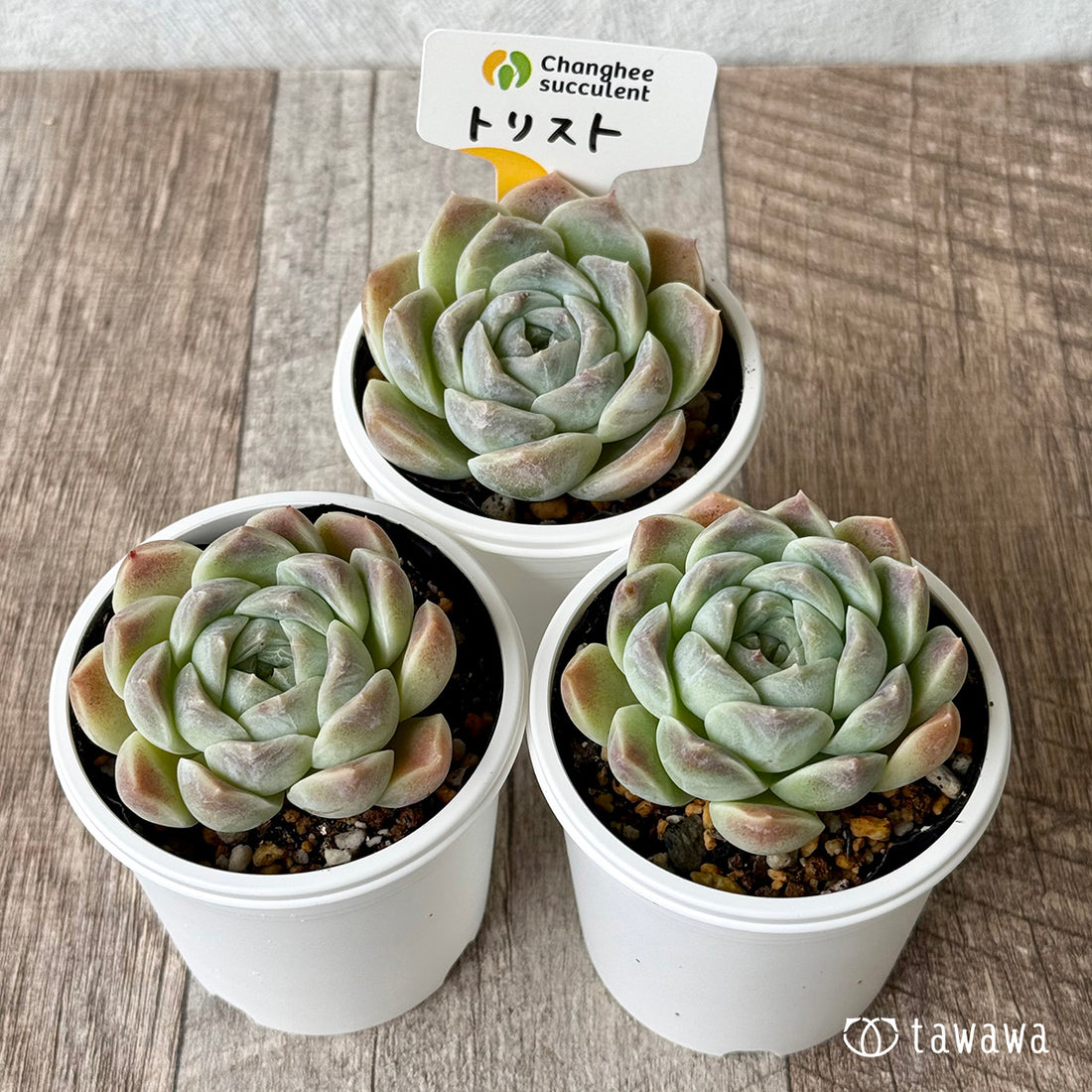 New Arrivals: Ice Green