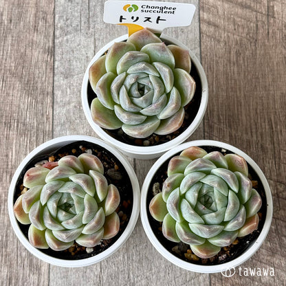 New Arrivals: Ice Green