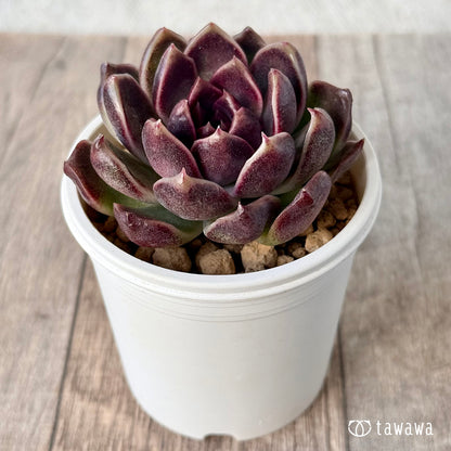 ＊新入荷＊　ヨミヨミ