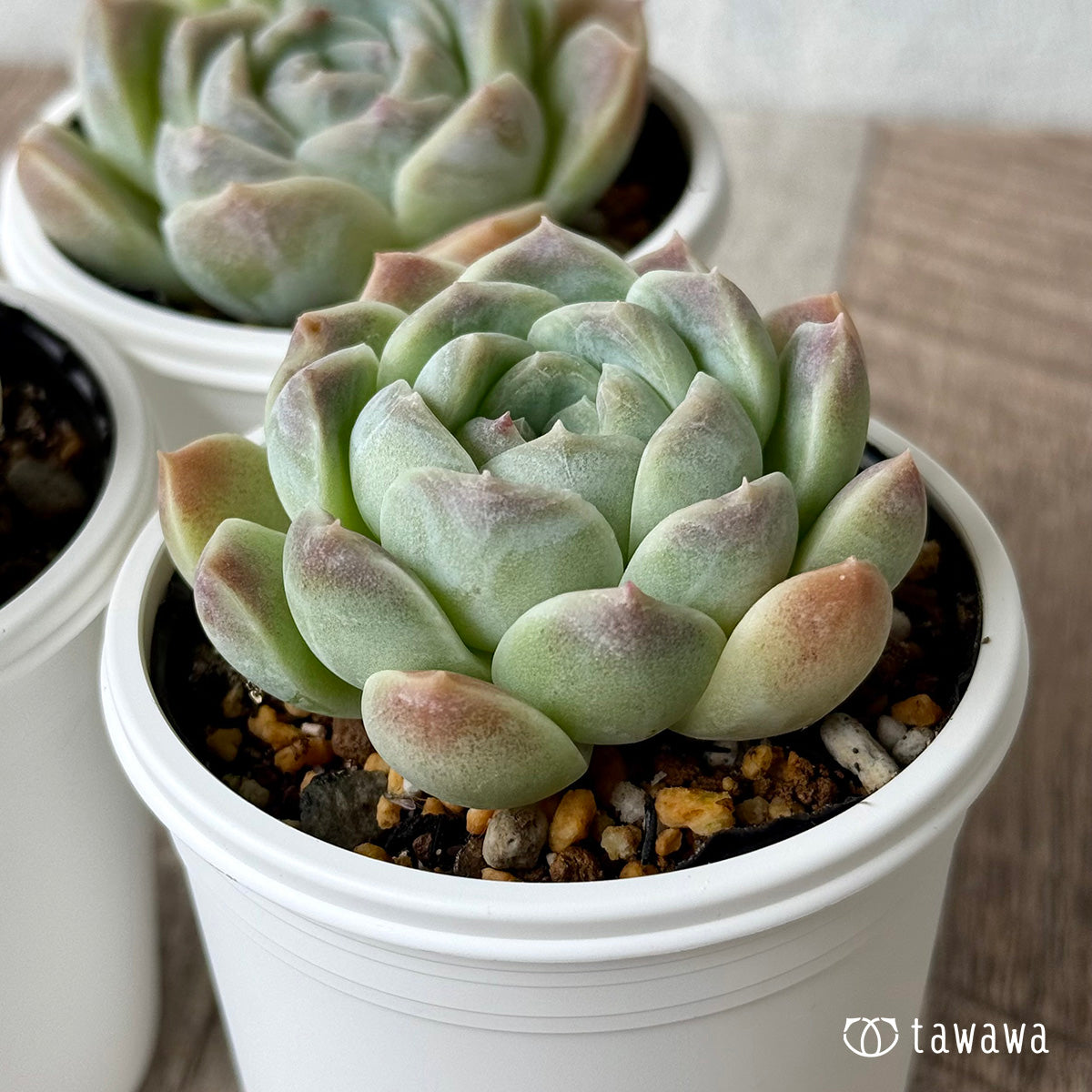 New Arrivals: Ice Green