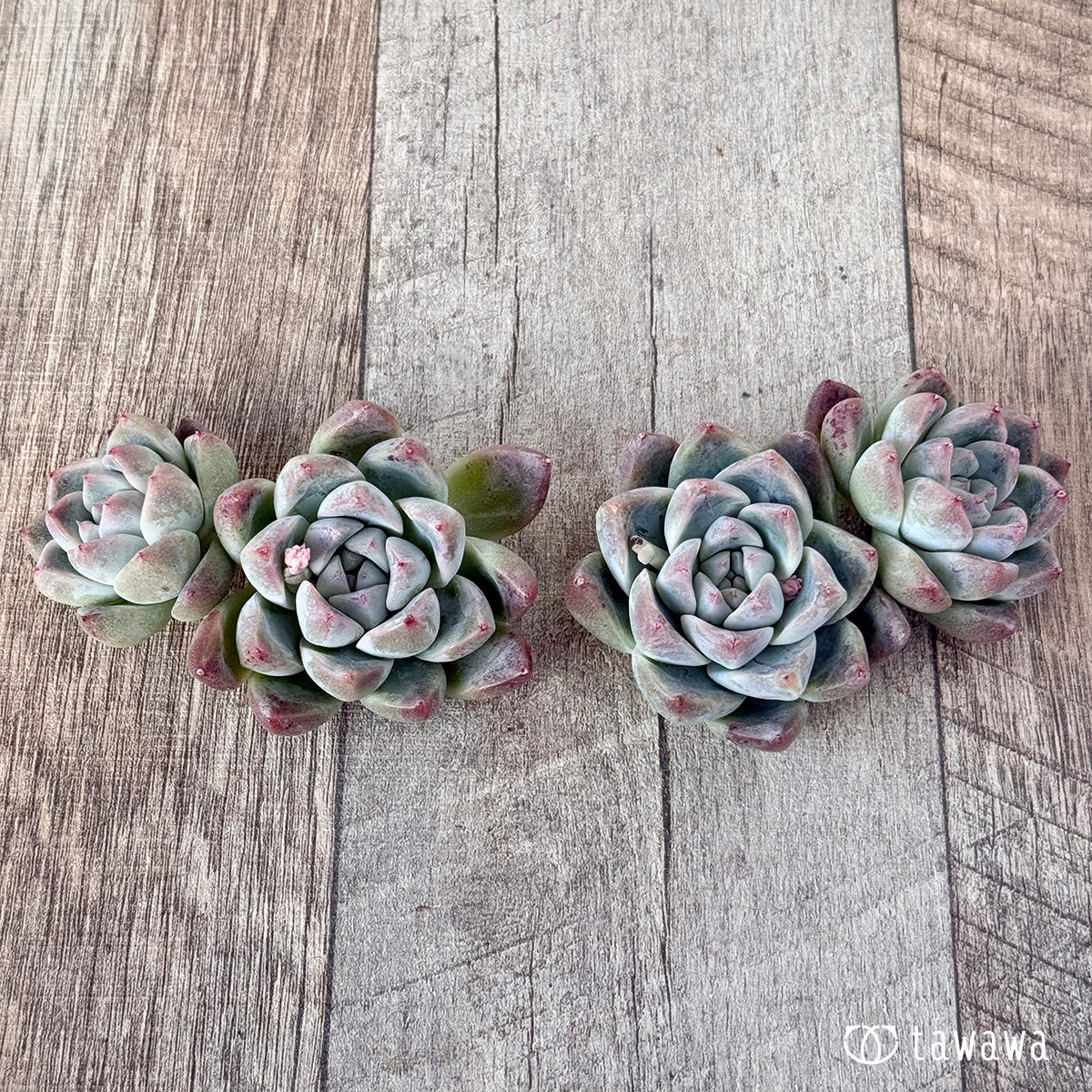 ＊新入荷＊　アルバビューティー　