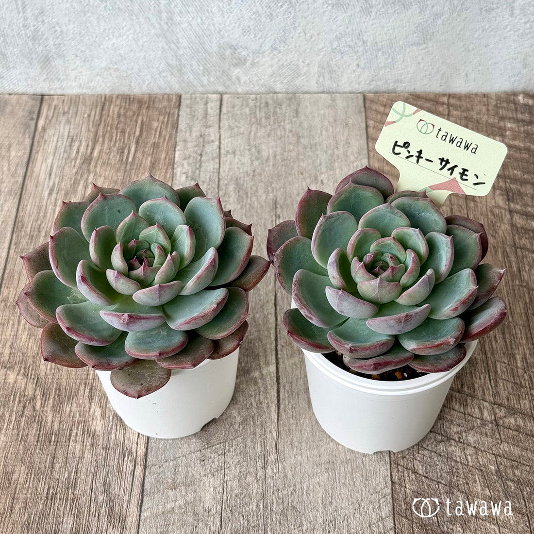＊新発売＊　ピンキーサイモン（エアーマジック農園）【tawawaハウス苗】