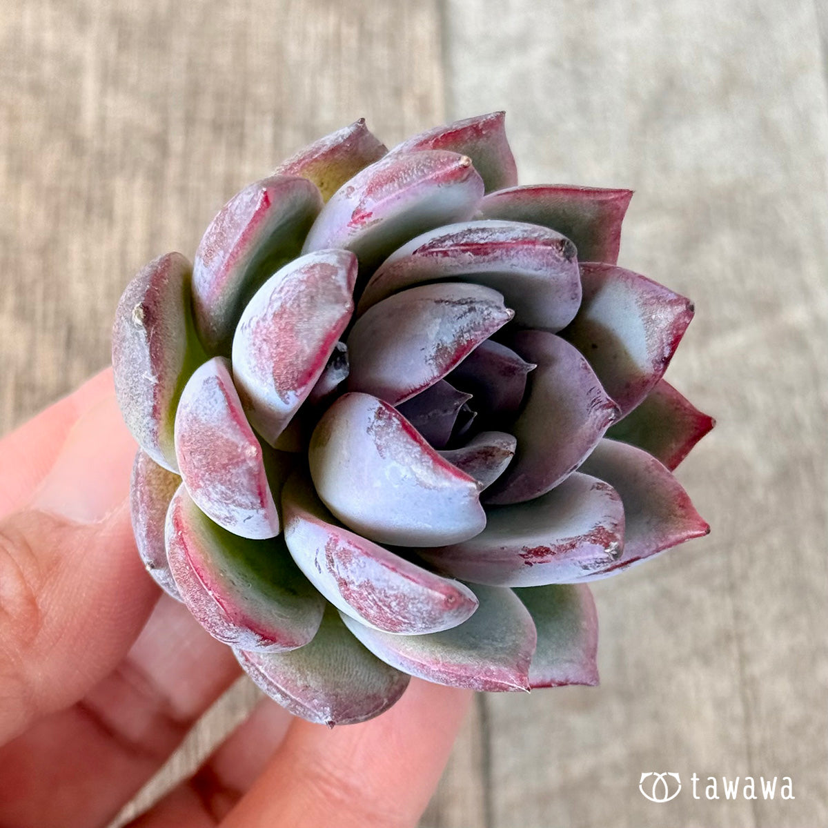 Bloodmaria x Elegance sp (Hanamura Farm Seedling)