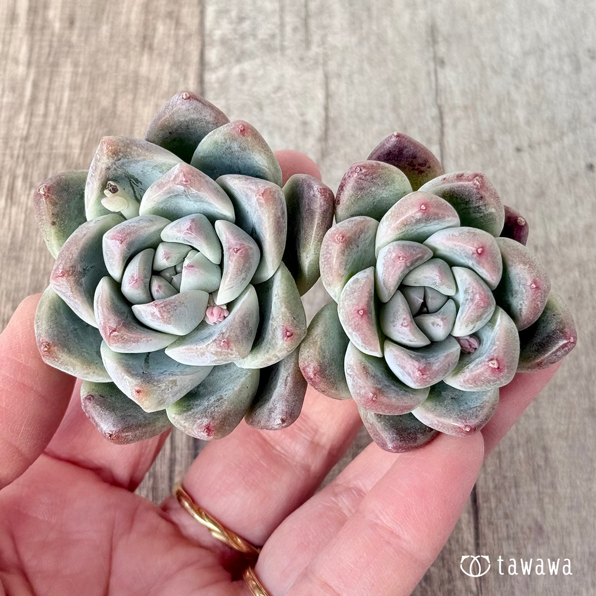 ＊新入荷＊　アルバビューティー　