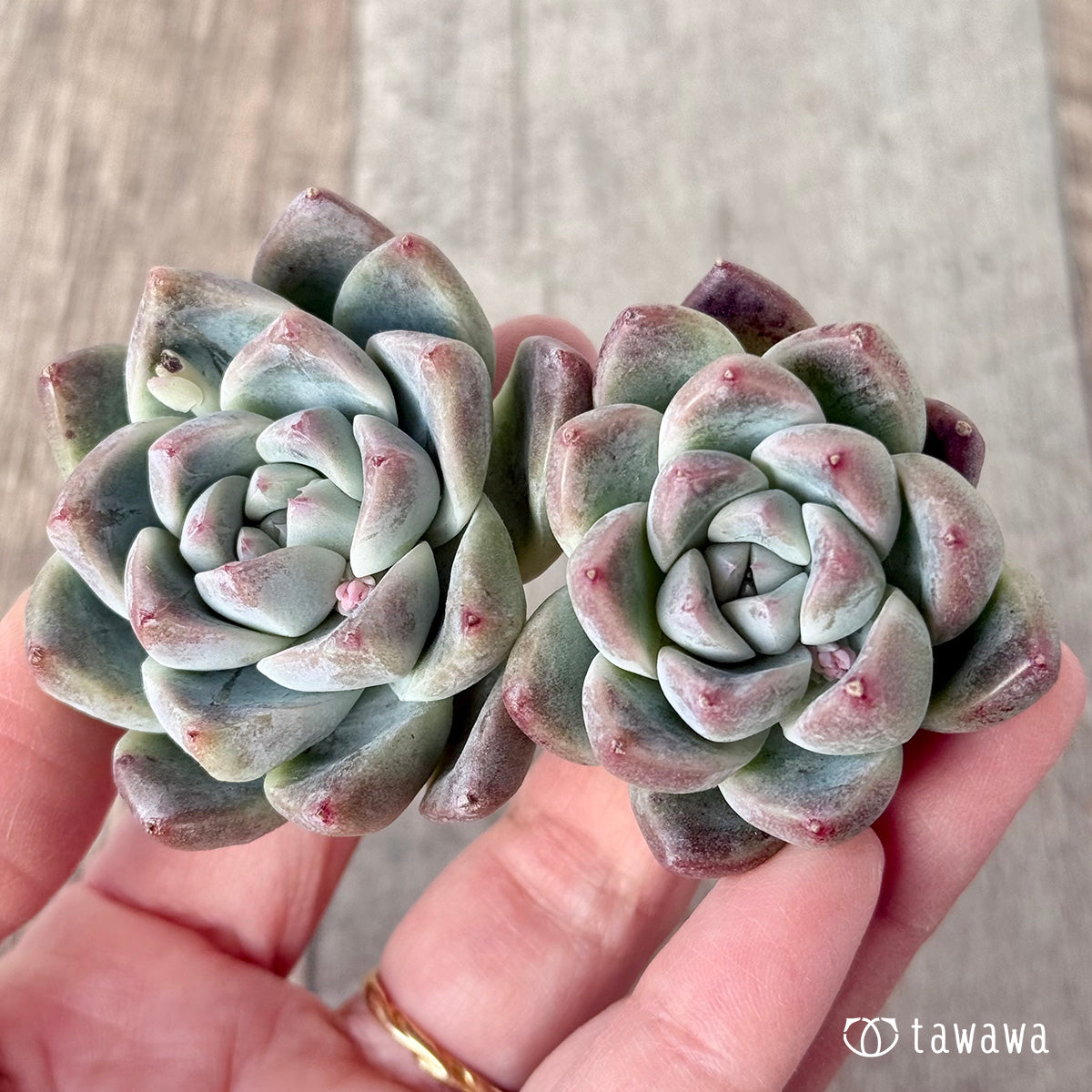 ＊新入荷＊　アルバビューティー　