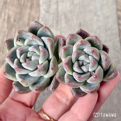 ＊新入荷＊　アルバビューティー　