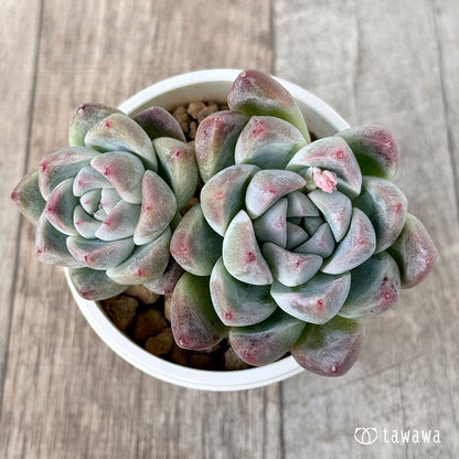 ＊新入荷＊　アルバビューティー　