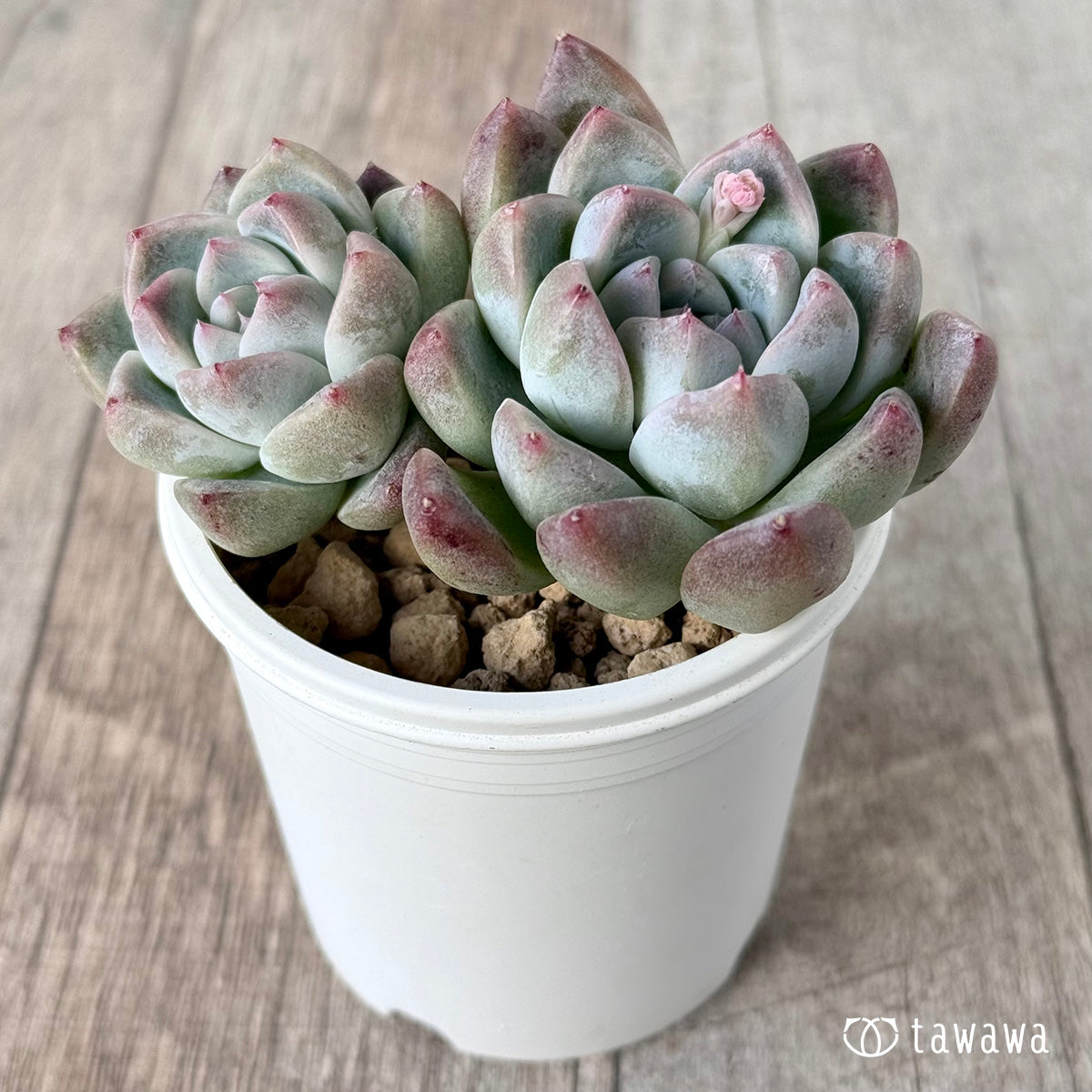 1/27発売】アルバビューティー – 多肉植物の通販・販売サイト tawawa