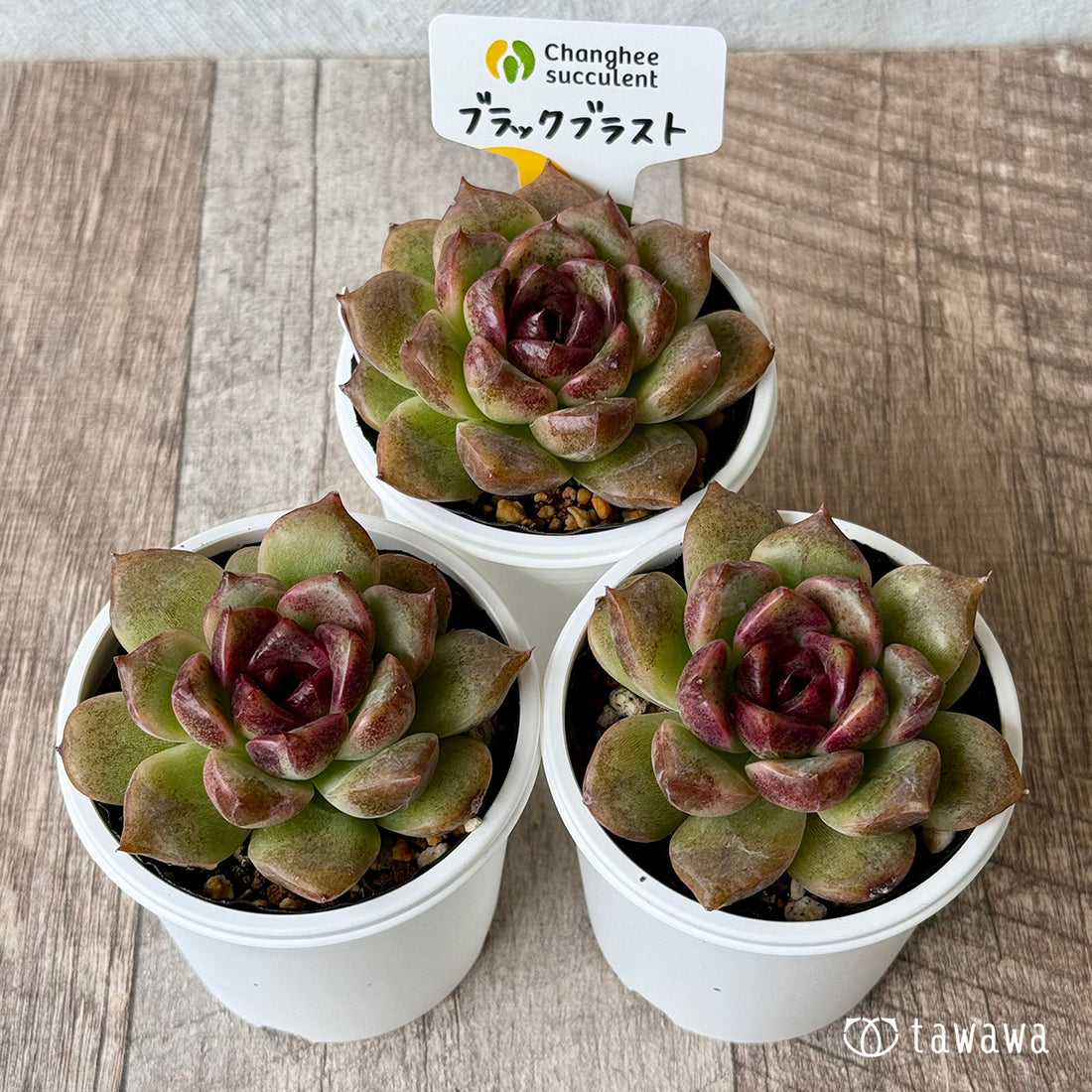 ＊新発売＊　ブラックブラスト（チャンヒー農園）【tawawaハウス苗】