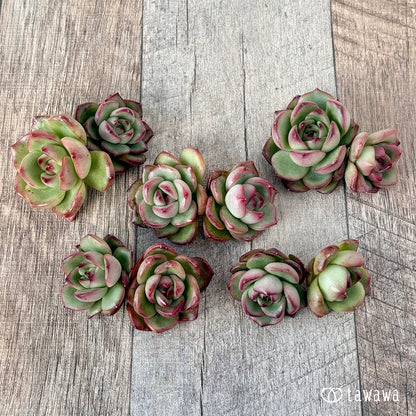 ＊新入荷＊　アガボイデス　モンブラン《双頭》